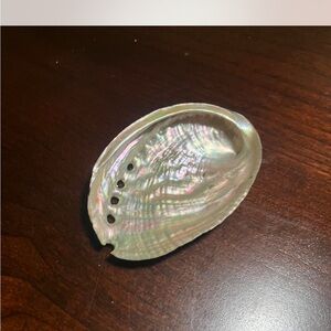 Iridescent Abalone Shell